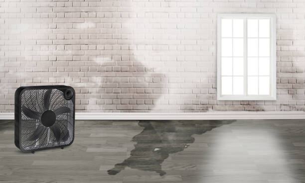 Carpet water damage restoration in Oak View, CA